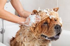 dog bathing
