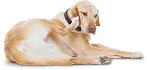 an itchy dog